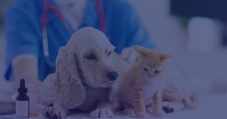 Legacy Data Platform Modernization for a European Pet Insurance Provider