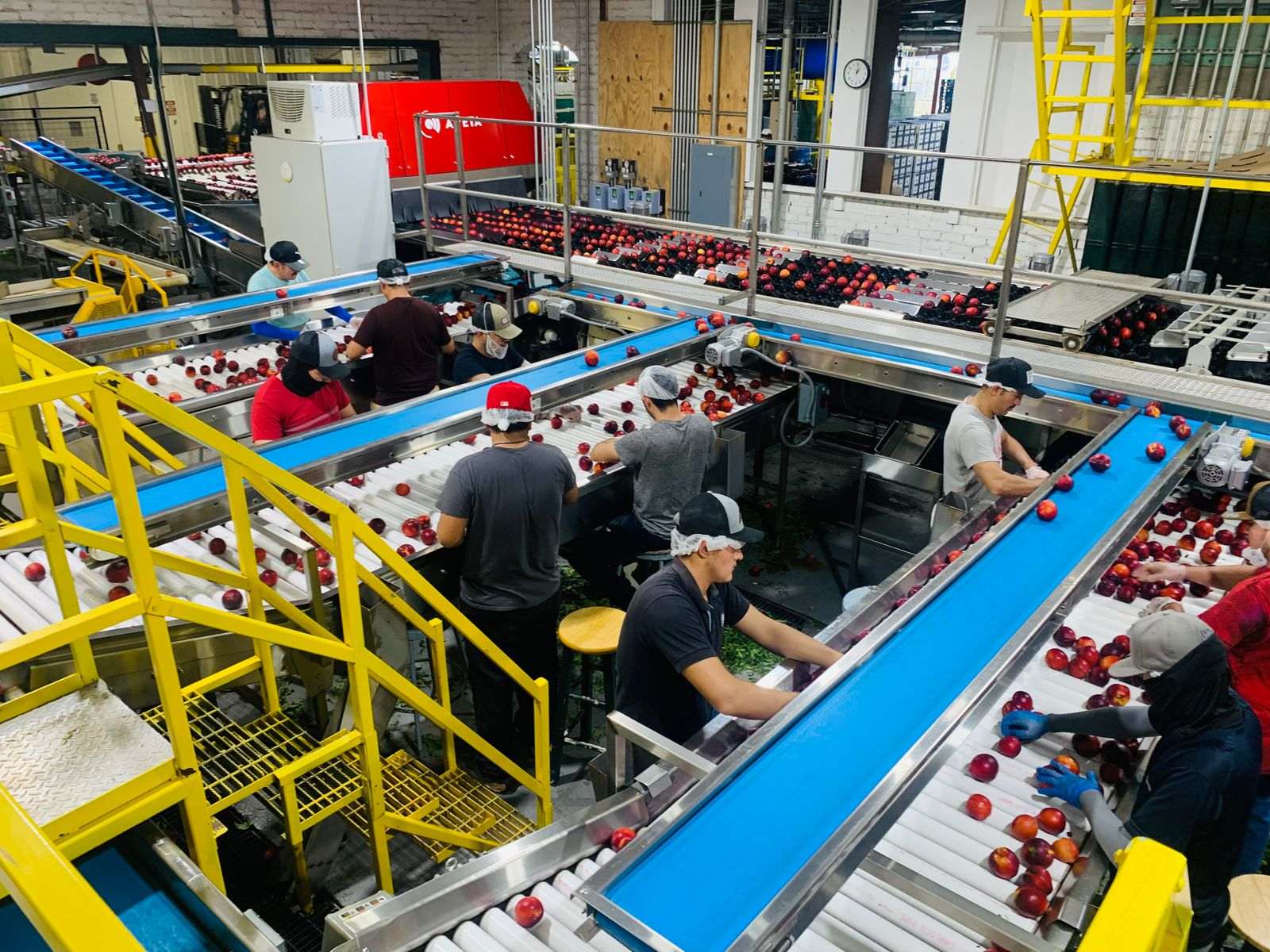 Workers sort red apples on a multi-conveyor packing line in a fruit processing plant, with yellow stairs and blue conveyors nearby.
