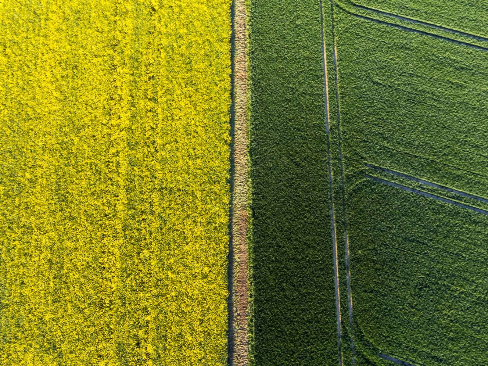 Aerial view of a yellow canola field on the left, a narrow dirt path in the middle, and a green crop field with tracks on the right.